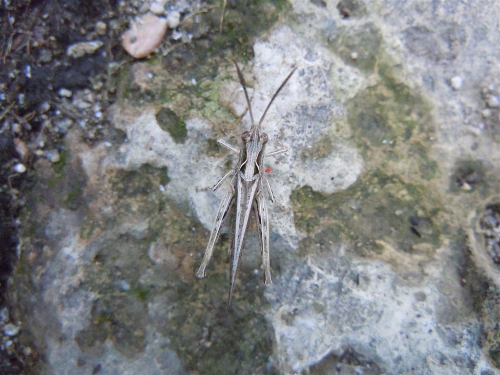 Chorthippus brunneus brunneus con acaro e Omocestus cfr petraeus